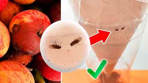 DIY Fly Trap from a Plastic Bottle – How to Make the Best Fly Trap at Home